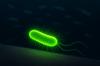 An advanced fluorescence microscopy technique reveals how bacteria 